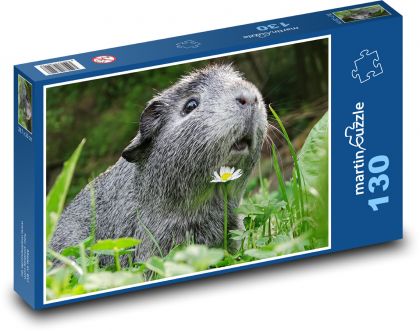 Guinea pig - animal, cute - Puzzle 130 pieces, size 28.7x20 cm 