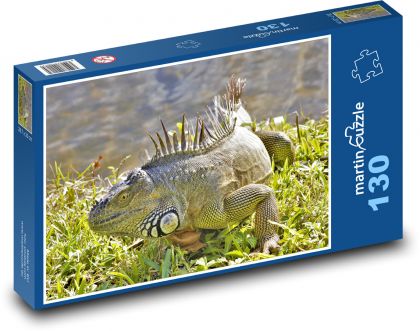 Iguana - reptile, animal - Puzzle 130 pieces, size 28.7x20 cm 