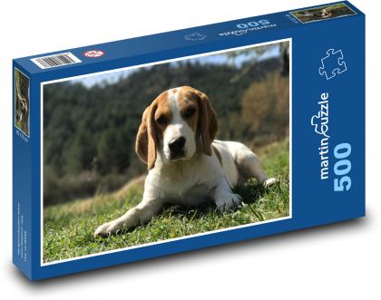 Beagle spoczywający w trawie - Puzzle 500 elementów, rozmiar 46x30 cm