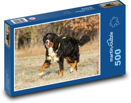 Herbstspaziergang, Berner Sennenhund - Puzzle - 500 Teile