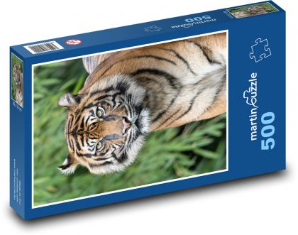 Tiger - Puzzle of 500 pieces, size 46x30 cm 