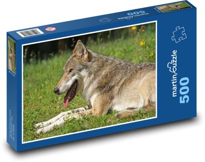 Vlk odpočívající na louce - puzzle 500 dílků