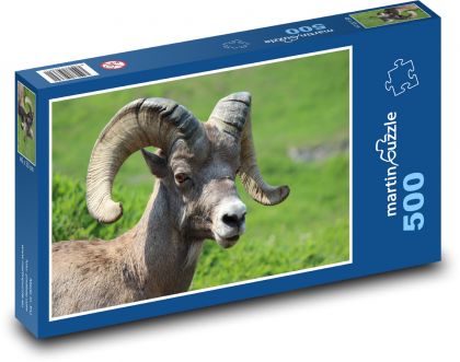 Ovce tlustorohá - Puzzle 500 dílků, rozměr 46x30 cm