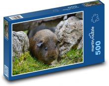 Świnka morska ukryta między skałami Puzzle 500 elementów - 46x30 cm