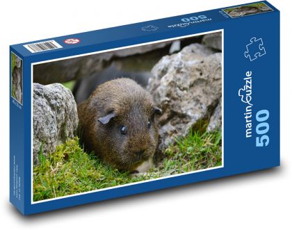 Morče schované mezi kameny - puzzle 500 dílků