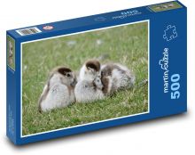 Gęś Puzzle 500 elementów - 46x30 cm