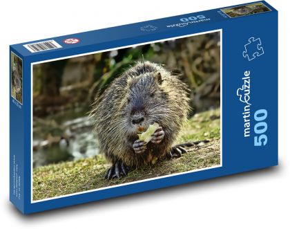 Nutria počas kŕmenia - Puzzle 500 dielikov, rozmer 46x30 cm 