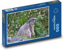 Świstak na łące alpejskiej Puzzle 500 elementów - 46x30 cm