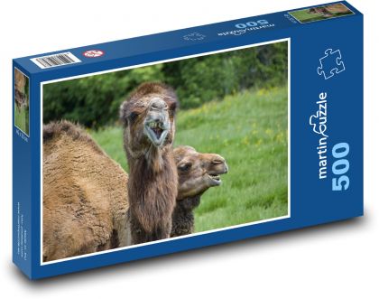 Velbloud - puzzle 500 dílků