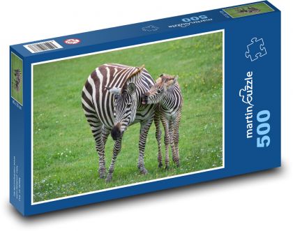 Zebra, mládě - puzzle 500 dílků