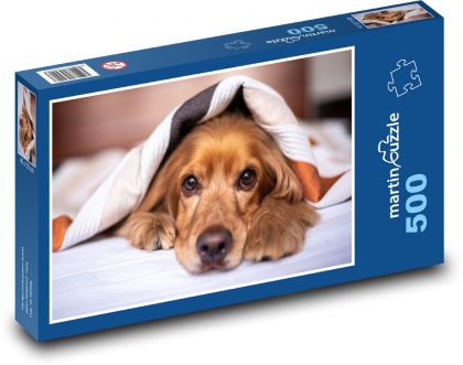 Cocker spaniel angielski - Puzzle 500 elementów, rozmiar 46x30 cm