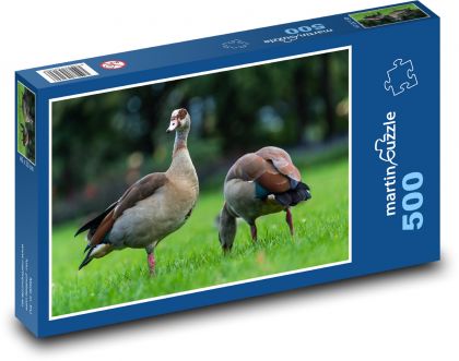 Kaczki na trawie - Puzzle 500 elementów, rozmiar 46x30 cm
