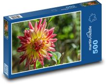 Jiřina - květina, podzim Puzzle 500 - 46x30 cm