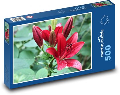 Lily - red, dew - Puzzle of 500 pieces, size 46x30 cm 