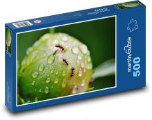 Mravenci na poupěti pivoňky Puzzle 500 - 46x30 cm