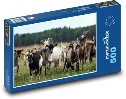 Ziegen - Tiere, Herde - Puzzle - 500 Teile