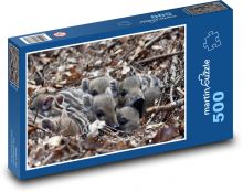 Dzikie świnie - prosięta Puzzle 500 elementów - 46x30 cm