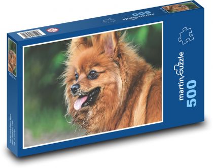 Trpasličí špic - pes, domácí zvíře - Puzzle 500 dílků, rozměr 46x30 cm