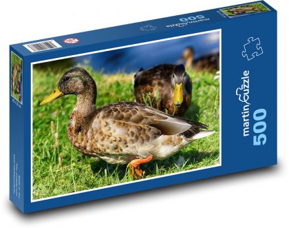 Divoká kachna - pták, příroda - puzzle 500 dílků