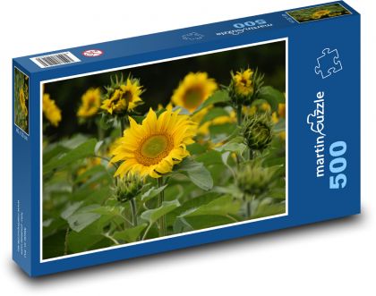 Slunečnice - žluté květiny - Puzzle 500 dílků, rozměr 46x30 cm