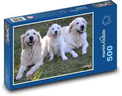 Golden retriever - psy, szczeniak - Puzzle 500 elementów, rozmiar 46x30 cm