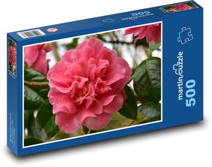 Kamelia - różowy kwiat, ogród - Puzzle 500 elementów, rozmiar 46x30 cm