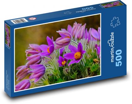 Krokus - fialový květ, jaro - Puzzle 500 dílků, rozměr 46x30 cm