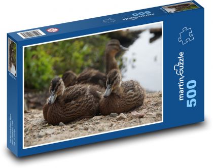Kachny divoké - vodní pták - puzzle 500 dílků