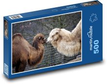 Velbloudi - zvíře, safari Puzzle 500 - 46x30 cm