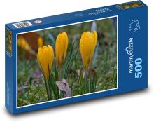 Žltý krokus - jarný kvet Puzzle 500 dielikov - 46 x 30 cm 
