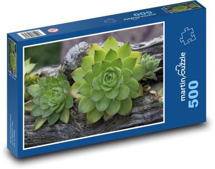Sukulenty - netřesky, rostliny - Puzzle 500 dílků, rozměr 46x30 cm