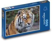 Tiger - dravec, zoo Puzzle 500 dielikov - 46 x 30 cm