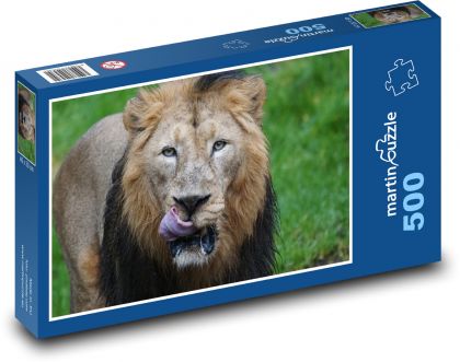 Lion - predator, big cat - Puzzle of 500 pieces, size 46x30 cm 