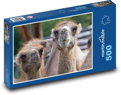 Velbloud - zvíře, Afrika - puzzle 500 dílků