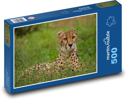 Gepard - velká kočka, Afrika - Puzzle 500 dílků, rozměr 46x30 cm