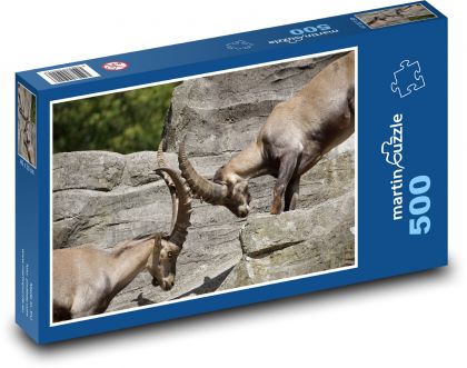 Kozorožec - rohy, zvířata - puzzle 500 dílků