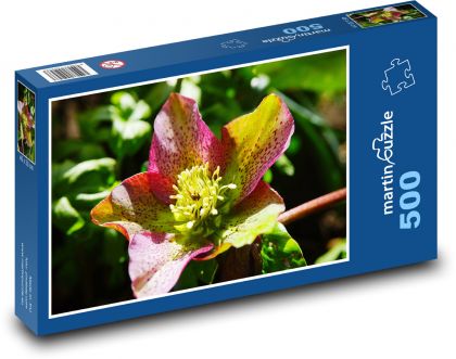 Christrose - Blume, Blüte - Puzzle - 500 Teile