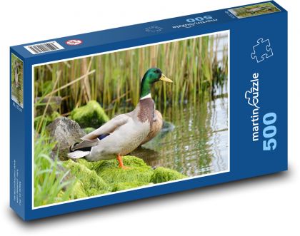 Divoký kačer - kachna, pták - puzzle 500 dílků