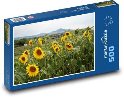 Slunečnice, pole - puzzle 500 dílků