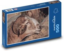 Owca - rogi, zwierzę domowe Puzzle 500 elementów - 46x30 cm