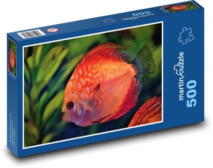 Dyskowce - akwarystyka, ryby ozdobne - Puzzle 500 elementów, rozmiar 46x30 cm