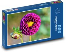 Fialová jiřina - květ, rostlina Puzzle 500 dílků - 46 x 30 cm
