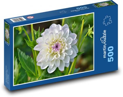 Bílá jiřina - květ, rostlina - Puzzle 500 dílků, rozměr 46x30 cm
