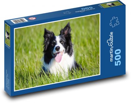 Border collie - dog, shepherd - Puzzle of 500 pieces, size 46x30 cm 