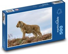 Lion - cub, lion Puzzle of 500 pieces - 46 x 30 cm 