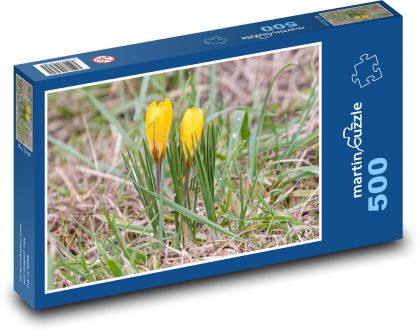 Žluté krokusy - rostliny, květiny - Puzzle 500 dílků, rozměr 46x30 cm