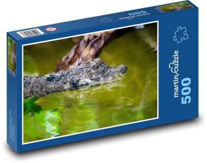 Západoafrický trpasličí krokodýl - zvíře, voda - puzzle 500 dílků