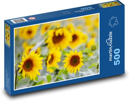 Pole slunečnic - žluté květy, pole - Puzzle 500 dílků, rozměr 46x30 cm
