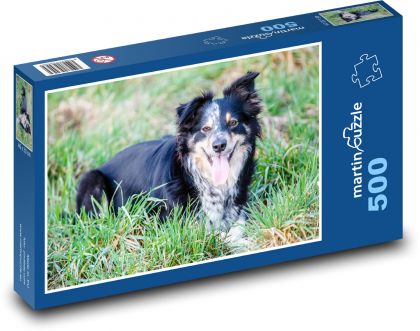 Border kolie - pes, ovčák - puzzle 500 dílků