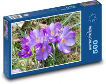 Krokus - květina, zahrada Puzzle 500 - 46x30 cm